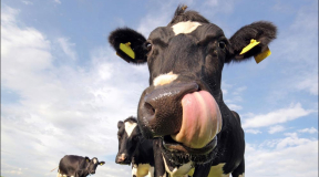 Романчук: «Кто мог подумать, что условия труда для рабочих в Беларуси могут оказаться хуже, чем в Индии?»